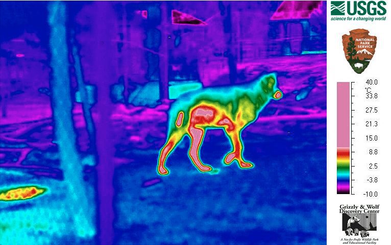 늑대의 적외선 영상. 적외선은 사람눈에 보이지 않습니다. 적외선을 감지하는 사진기로 사진을 촬영하고 그 촬영된 영상에 색을 입힌 것입니다. 영상의 오른쪽에 색깔별 온도bar가 있습니다.