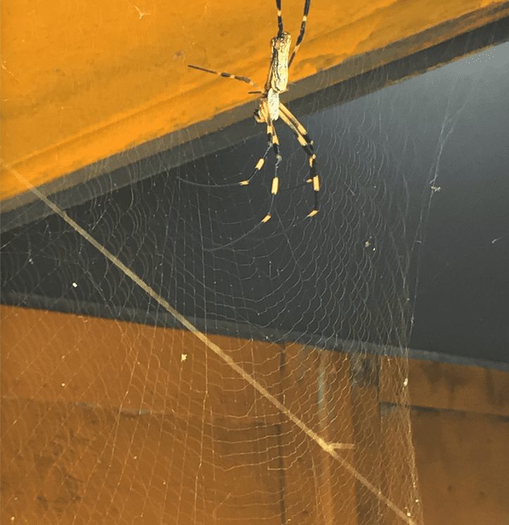 이 거미줄은 원형의 거미줄과 직선형의 거미줄이 서로 교차하며 평면상에 엮여 있습니다. 직선형의 거미줄은 일정한 각도 마다 배치되어 있어요.