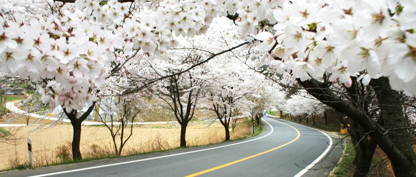 청양군 드라이브 코스에서 만나게 되는 벚나무길 (사진출처: 청양군청 홈페이지)